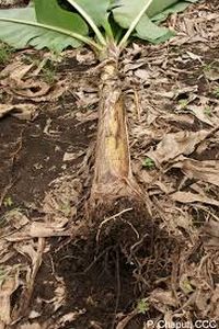 uploads/images/pest/banana nematodes.jpg